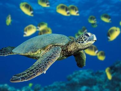 Turtle in Blue Water of Sea Pic