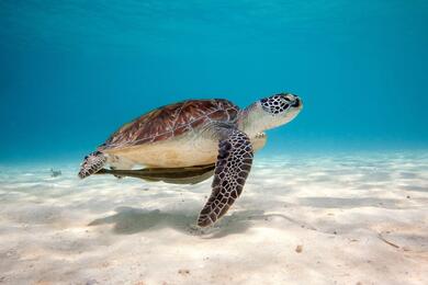 Turtle Under Water in Sea