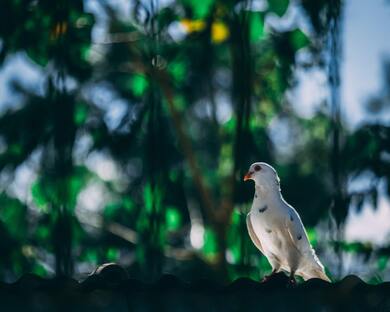 White Dove 4K Photo