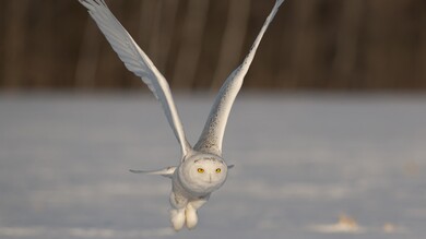 White Owl Flying Near Snow
