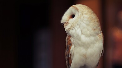 White Owl Look HD Photo