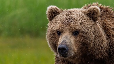 Wild Bear Animal HD Wallpaper