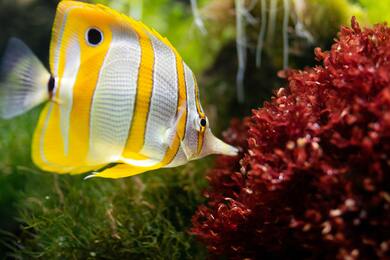 Yellow and White Strip Fish Eating Red Grass