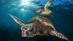 2 Sea Turtle in Sea