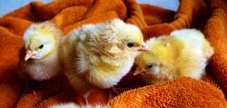 3 Chicken Babies Photography