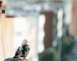 4K Picture of Pigeon Bird Sitting Photo