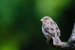 4K Picture of Sparrow Bird