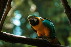 5K Photo of Macaw Parrot
