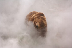 A Brown Bear in Foggy Weather