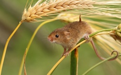 A Mouse on The Plant of Wheat