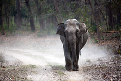 A Walking Elephant 5K Photo