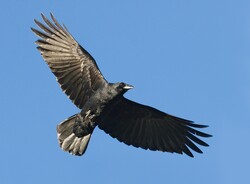 African Crow in Sky Wallpaper