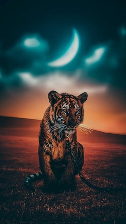 Amazing Mobile Background Pic of Tiger