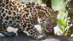 Angry Leopard Walking HD Wallpaper