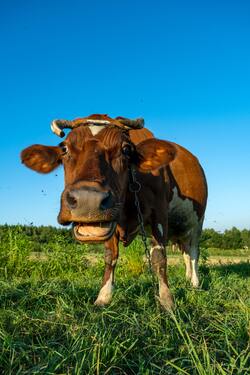 Animal Cow CloseUp Pic