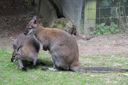 Animal Kangaroo in Zoo Wallpaper