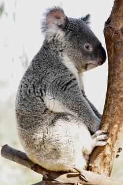 Animal Koala Seating on Tree