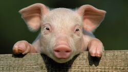 Animal Little Pig Closeup Face