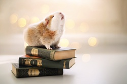 Animal Mouse on Book