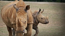 Animal Rhinoceros and Baby 4K