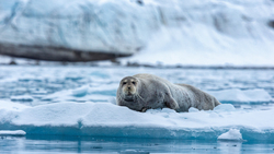 Animal Seal in Snowy Winter