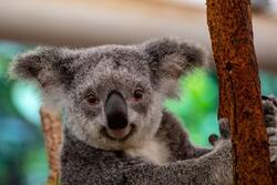 Australian Koala Animal Photo