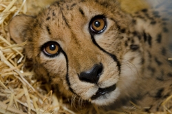Baby Cheetah Closeup Look Photo