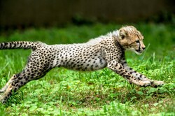 Baby Cheetah Running In Jungle