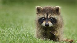 Baby Raccoon Walking on Grass