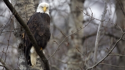Bald Eagle Sitting on Tree Branch