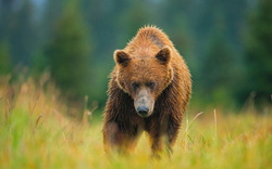 Bear Animal Walking HD Wallpaper