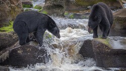 Bear Fishing in River