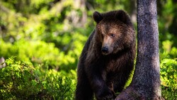 Bear Standing Near Tree