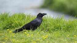Beautiful Bird Crow