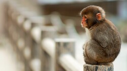 Beautiful Monkey Baby Sitting Photo
