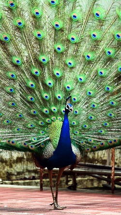 Beautiful Peacock Opening Its Feathers