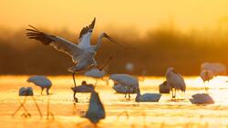Beautiful Siberian Cranes Bird Photography