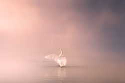 beautiful Swan Bird in Fog Desktop Background Wallpaper