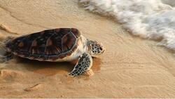 Beautiful Turtle in Beach