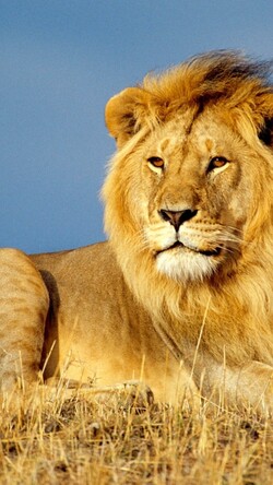 Beautiful Wild Lion Mobile Pic