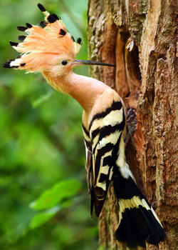 Beautiful Woodpecker Bird Pic
