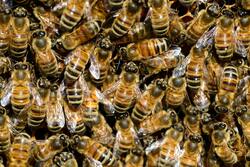 Bees  Eating Food