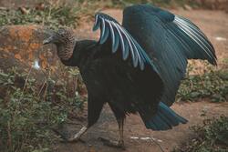 Big Black Vulture Bird Ultra HD Wallpaper