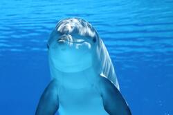 Big Dolphin on Blue Water HD Pics