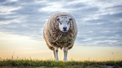 Big Elder Sheep on Grass