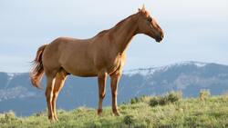 Big Horse On Grass Field