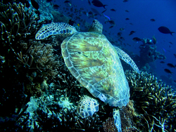 Big Malaysia Turtle in Sea