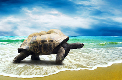 Big Turtle Walking on Beach