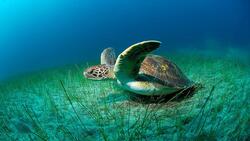 Big Wing Turtle in Sea