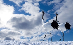 Bird Cranes HD Wallpaper